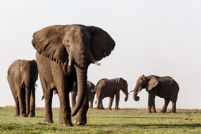Portrait of African Elephant in Chobe National Park, Botswana. True wildlife photography
